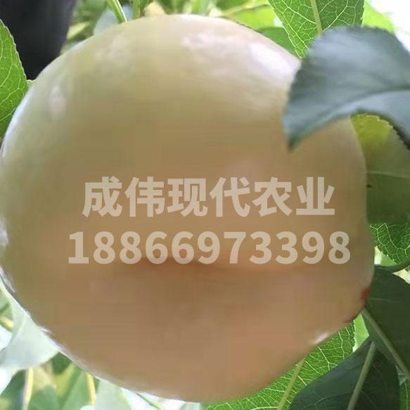 白玉油蟠桃